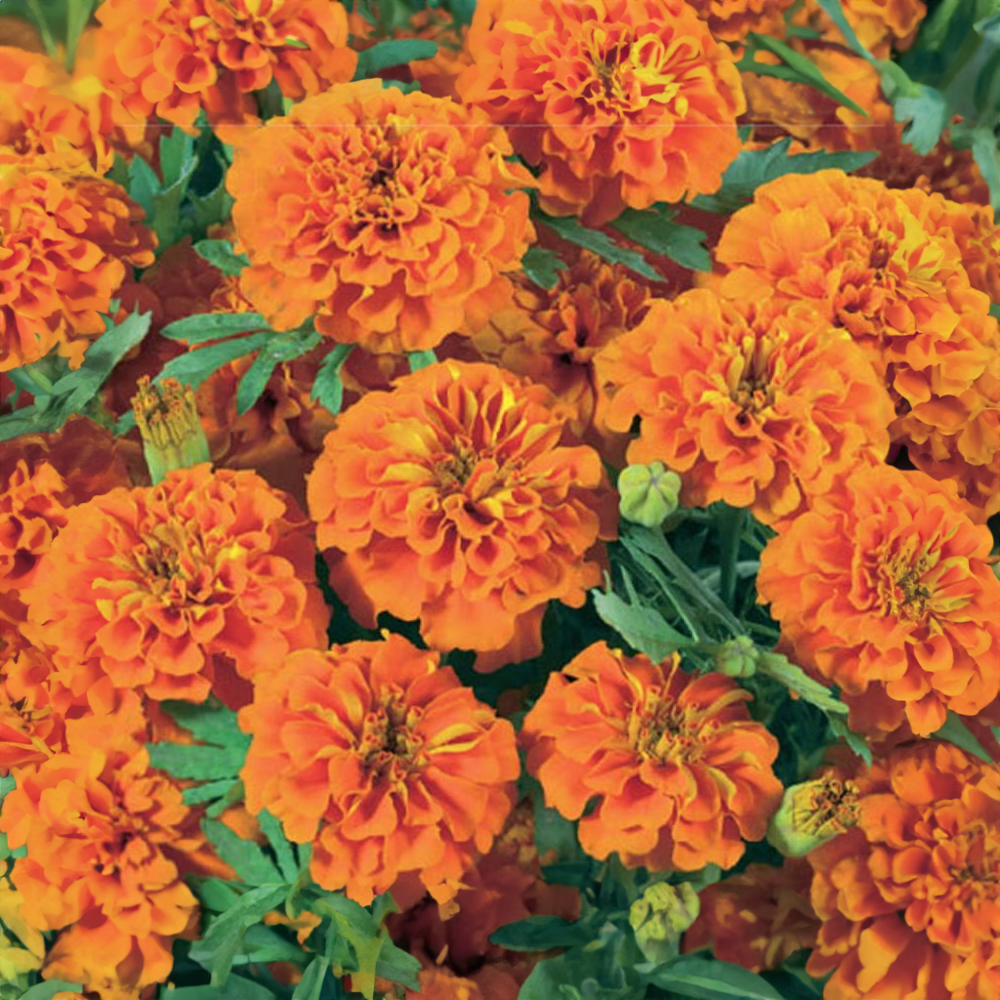 Aksamitník nízký oranžový