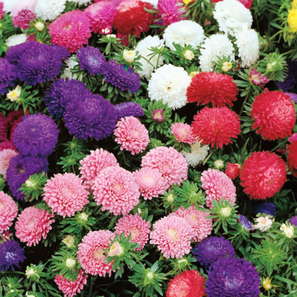 Astra nízká chryzantémokvětá mix