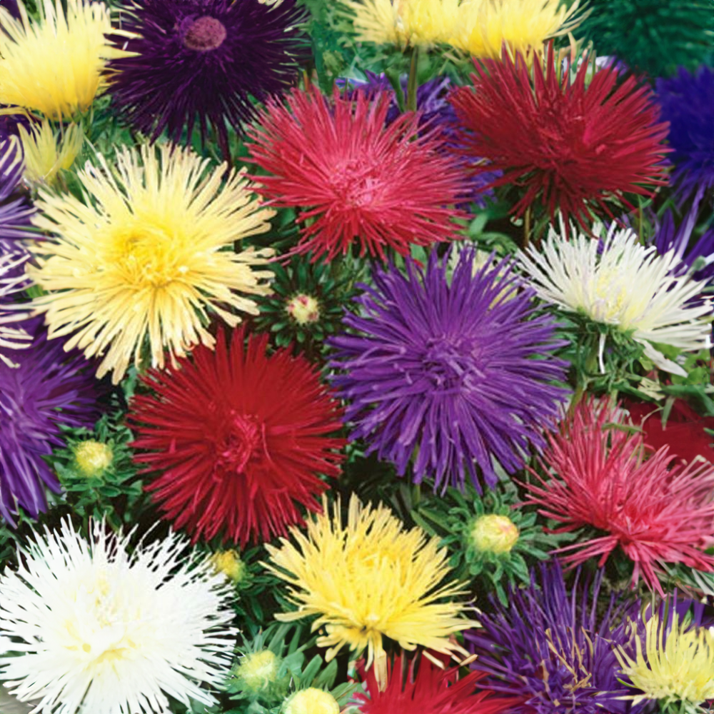 Astra nízká jehlicovitá