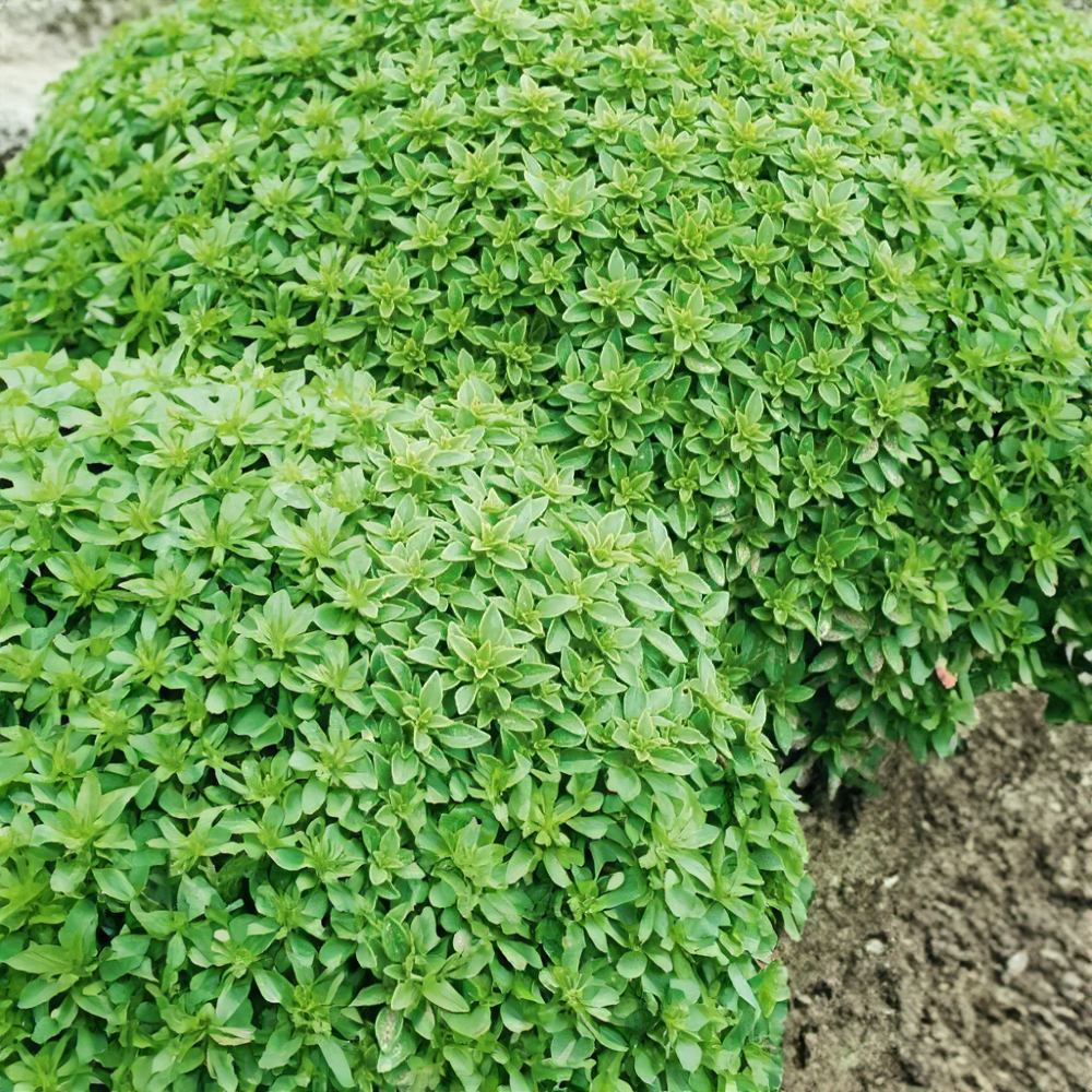Bazalka pravá