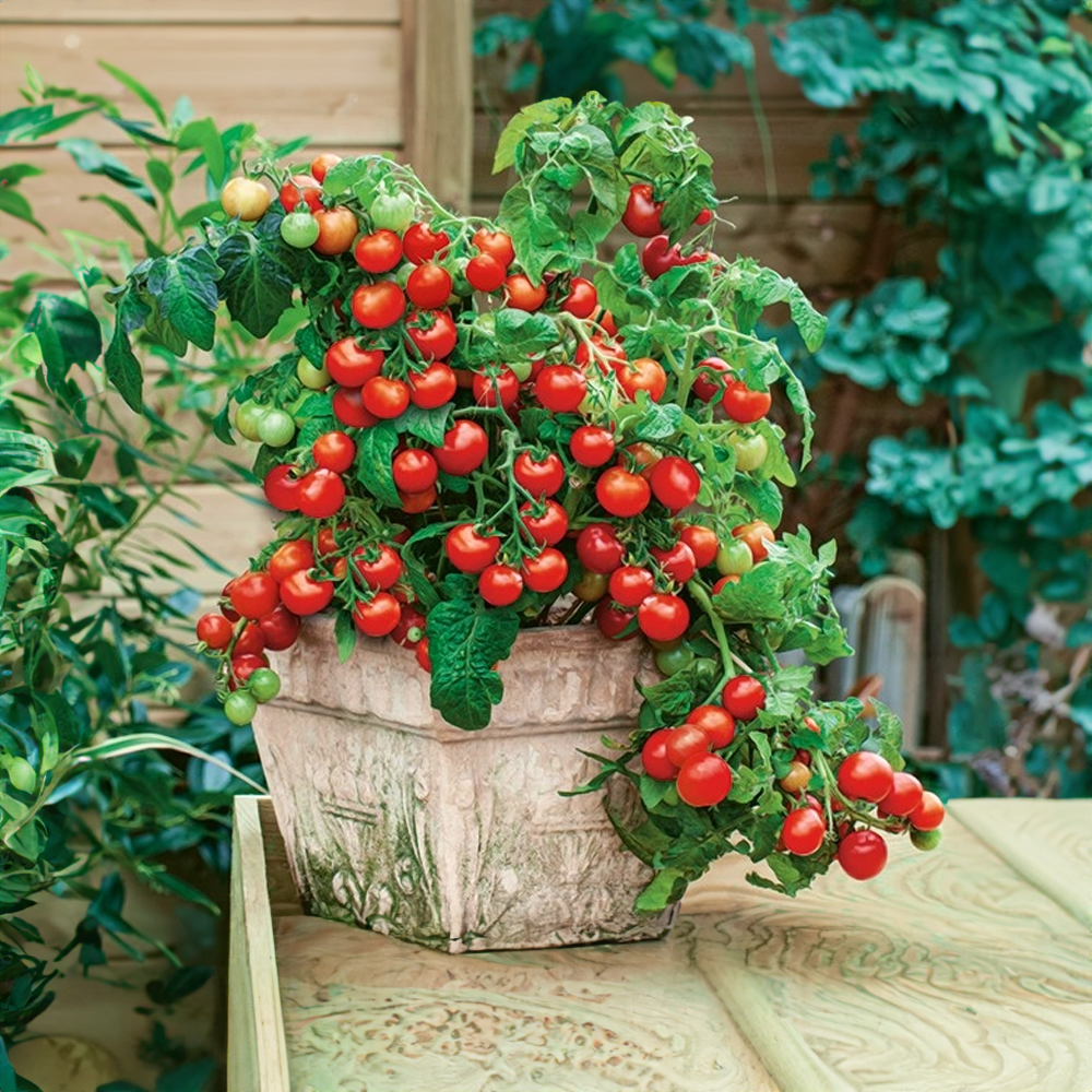 Cherry rajče balkónové červené