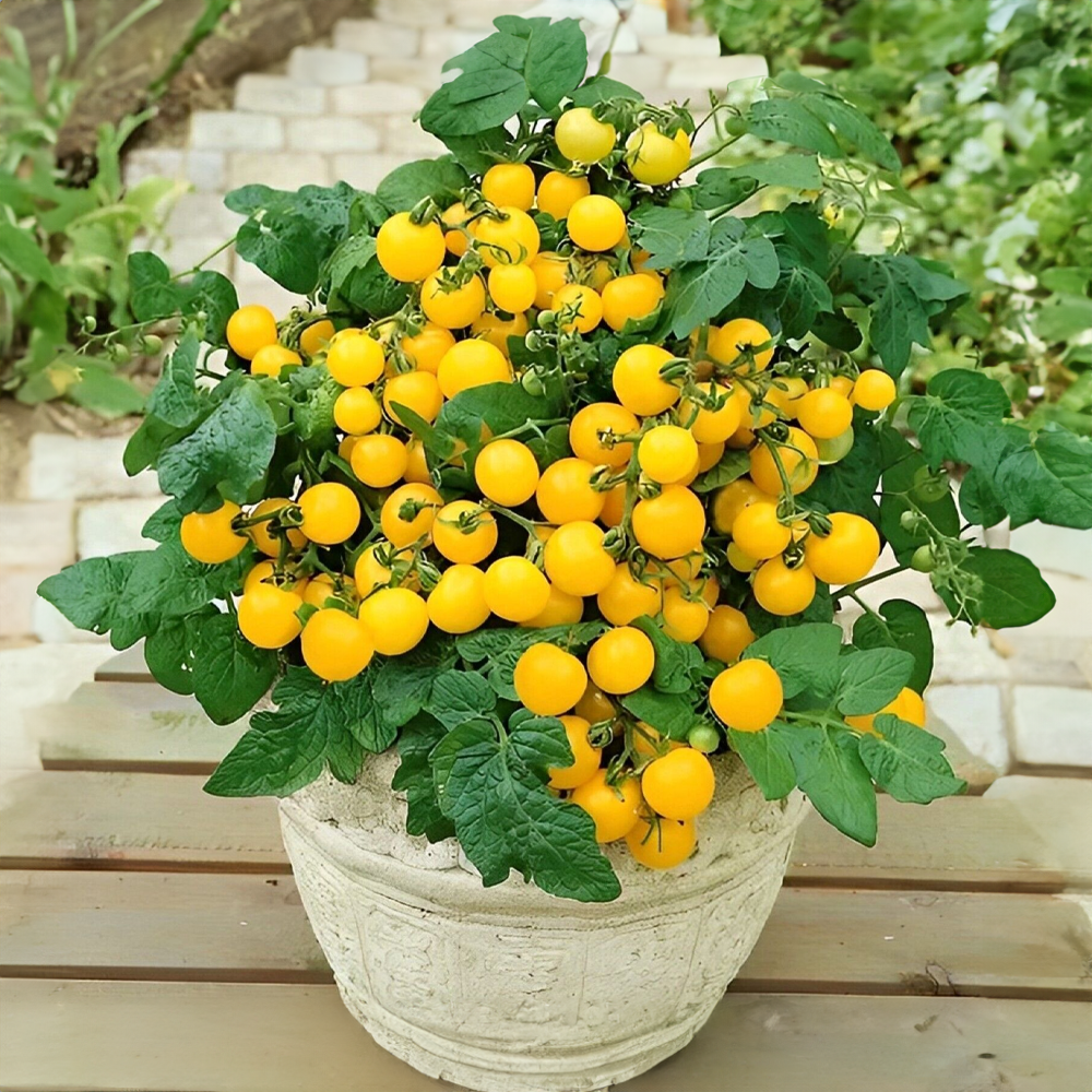 Cherry rajče balkónové žluté