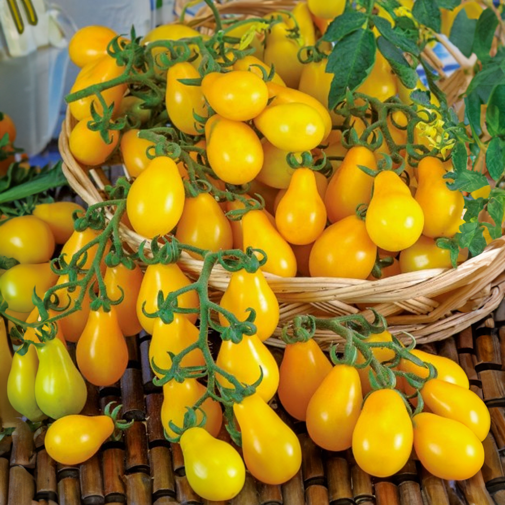 Cherry rajče tyčkové hruškovité žluté