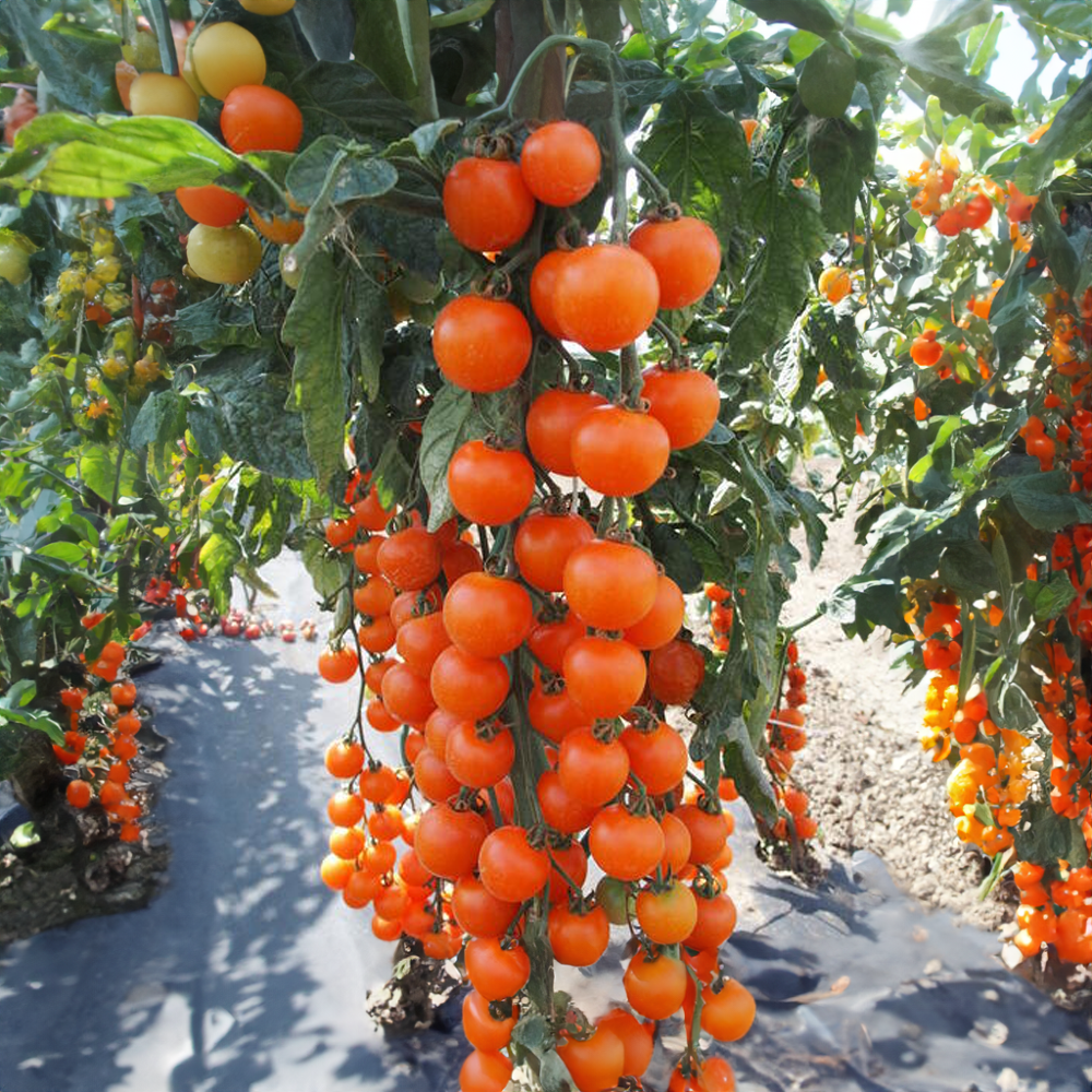 Cherry rajče tyčkové třešňové červené