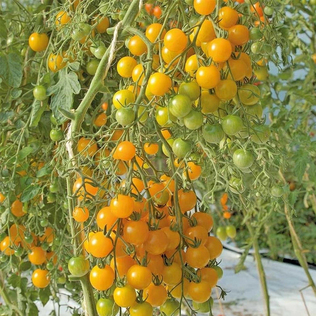 Cherry rajče tyčkové třešňové žluté