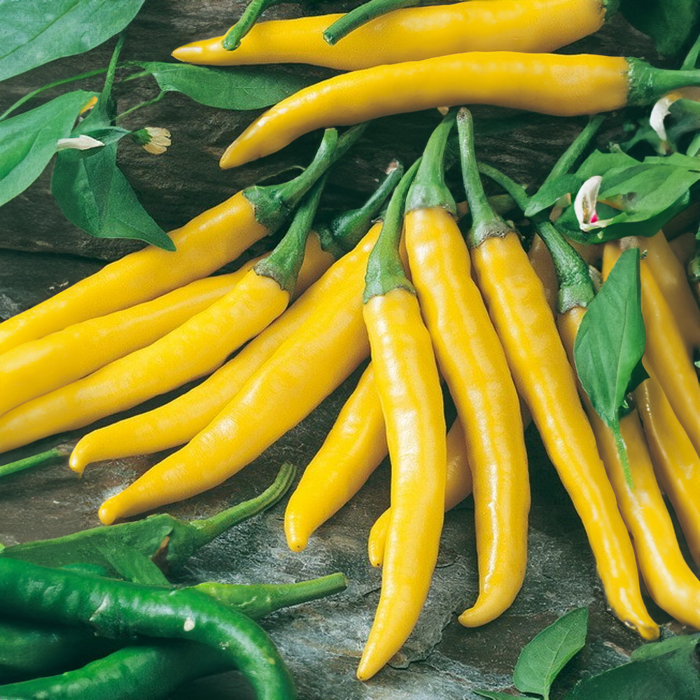 Chilli paprika venkovní Kristián (2ks) - vhodné i na balkón