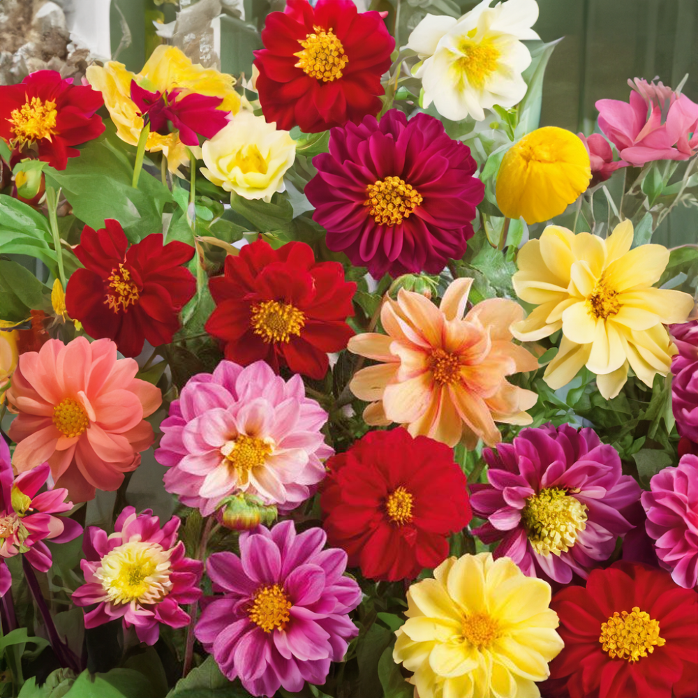 Jiřinka proměnlivá (směs barev)