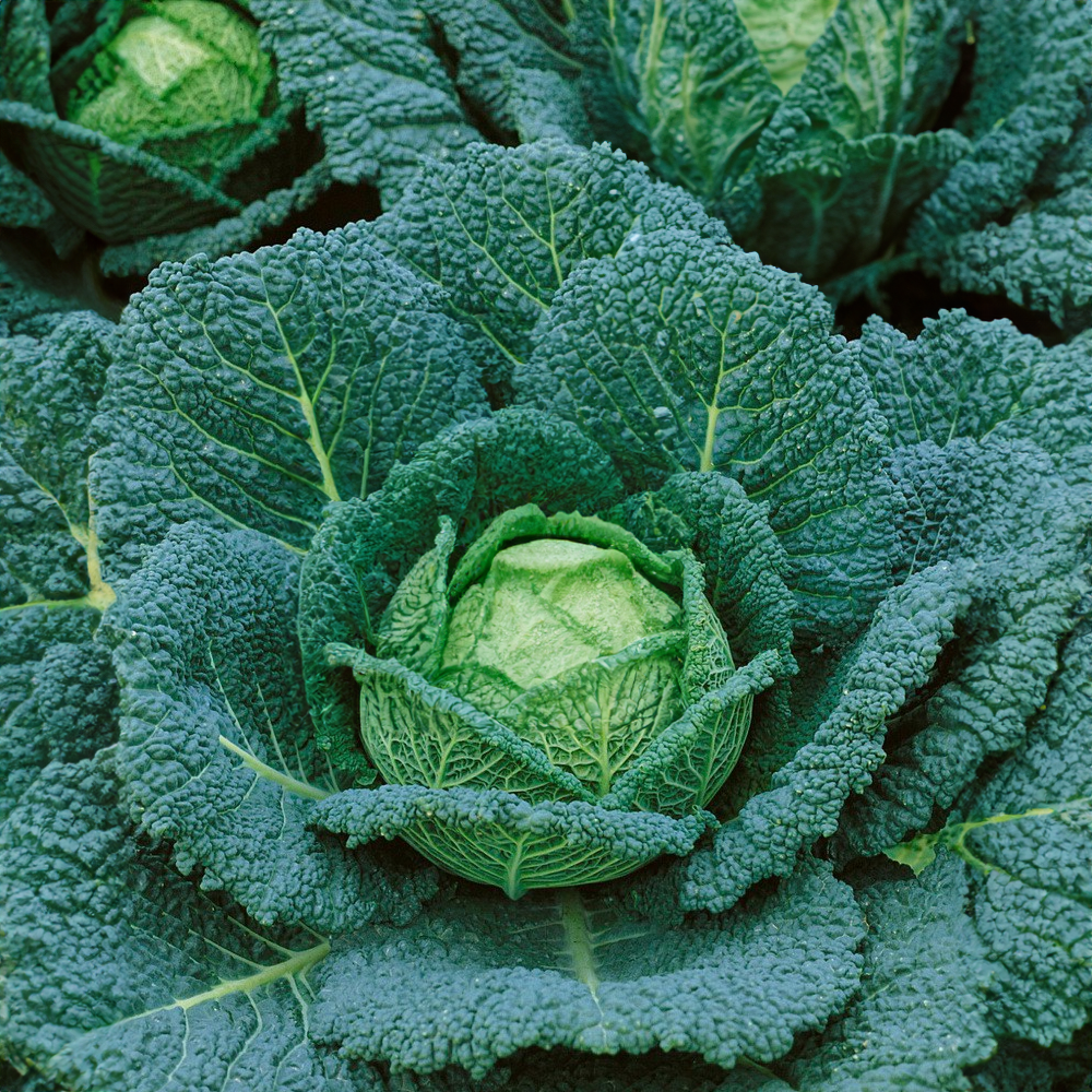 Kapusta hlávková pozdní