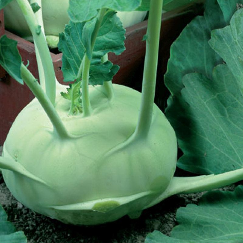 Kedlubna bílá raná