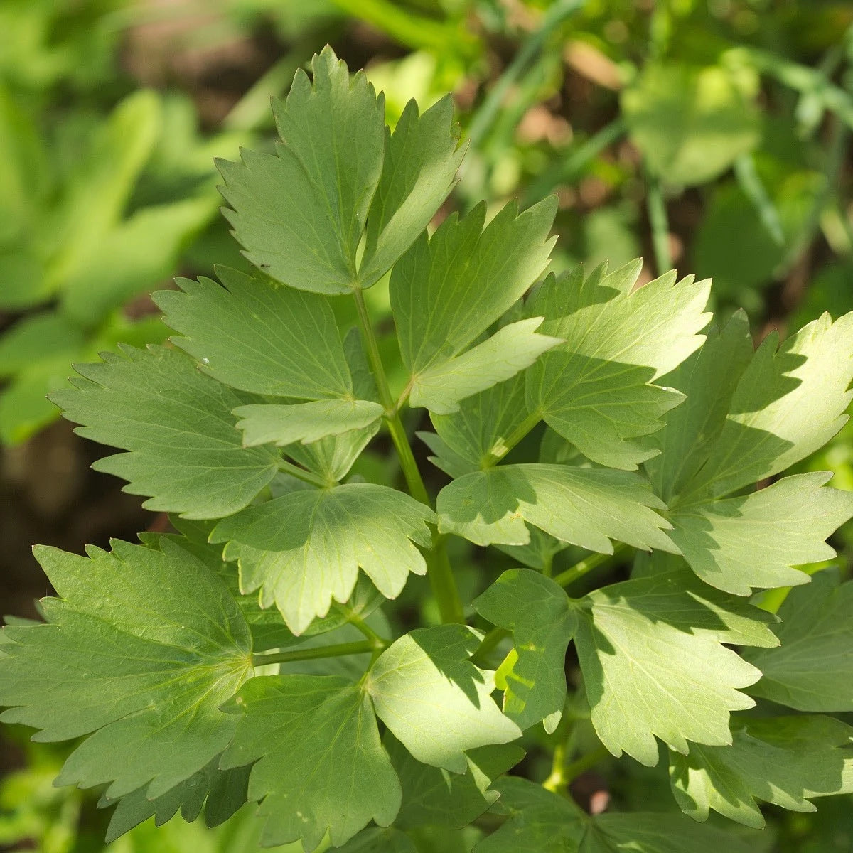 Libeček lékařský