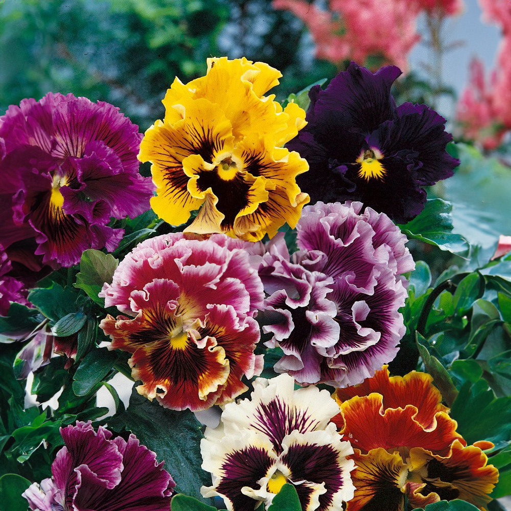 Maceška zahradní rococo směs