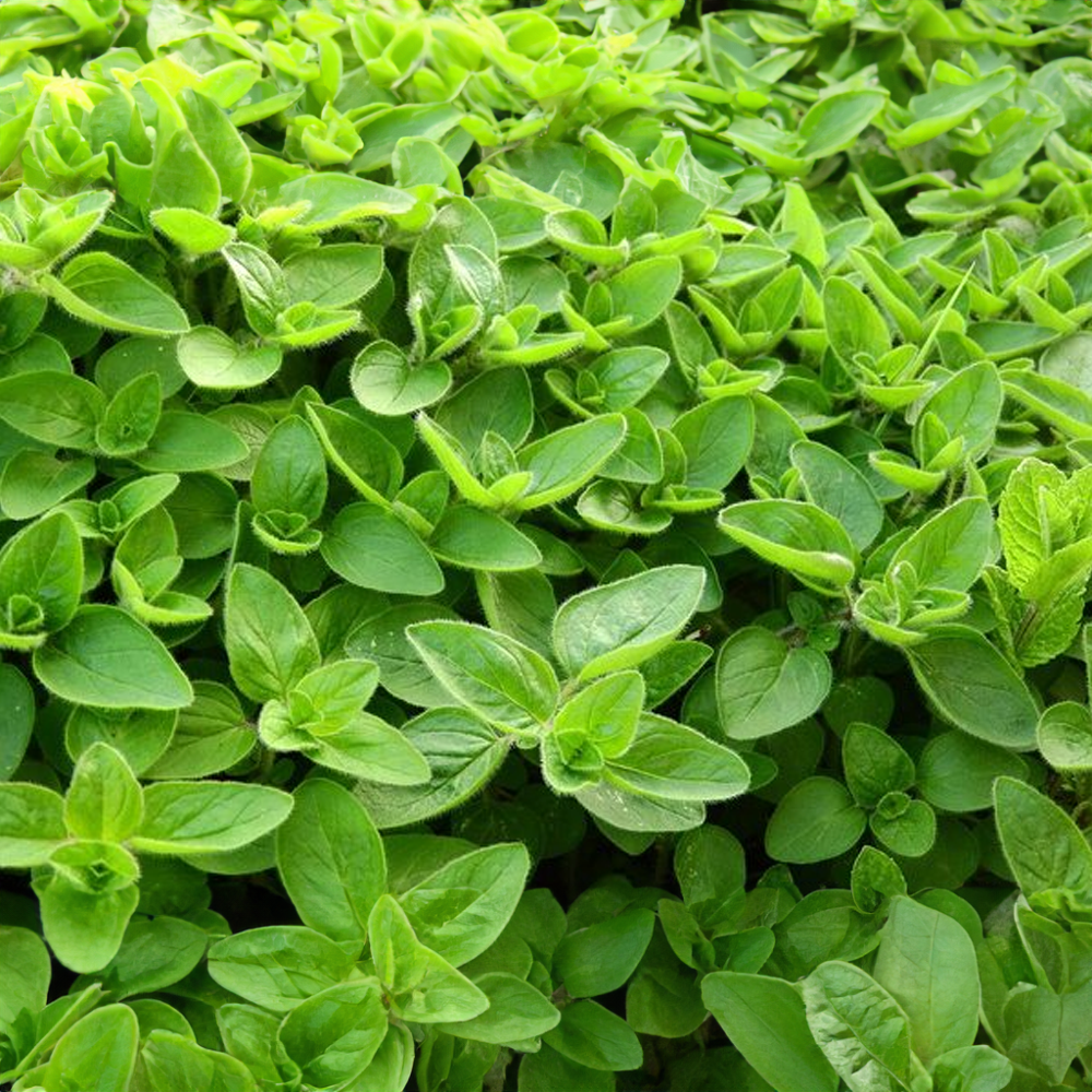 Majoránka zahradní