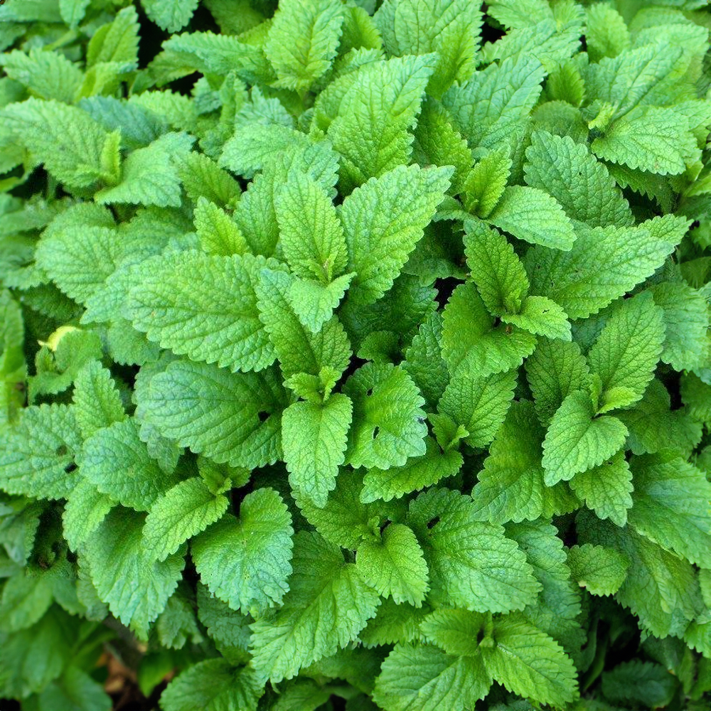 Meduňka lékařská