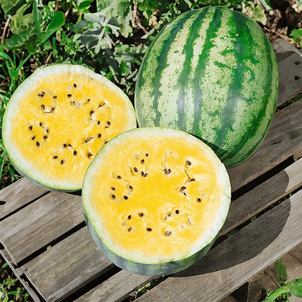 Meloun Primagold roubovaný