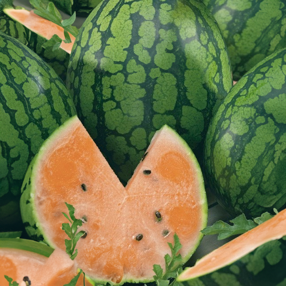 Meloun Primaorange roubovaný