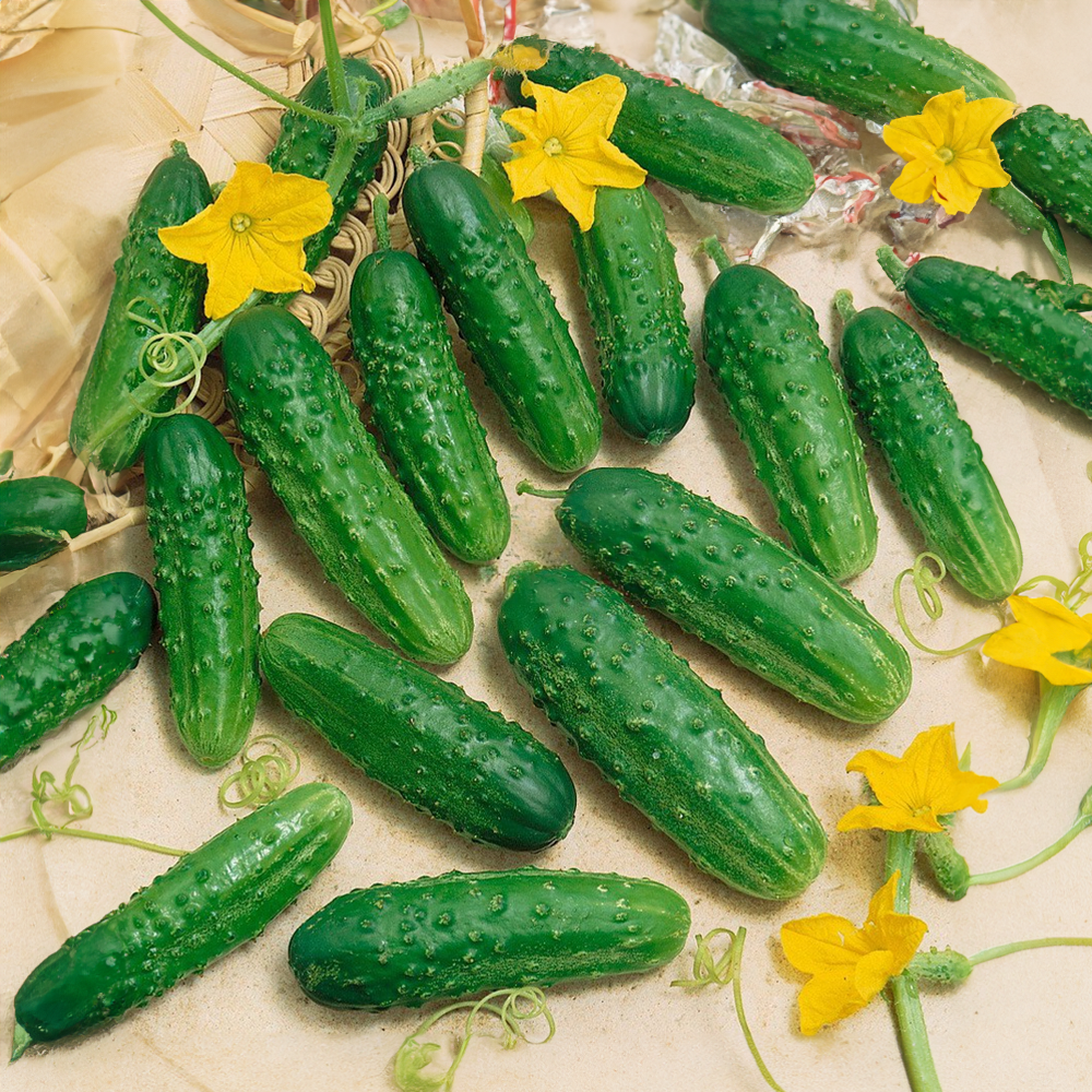 Okurka nakládačka Regina