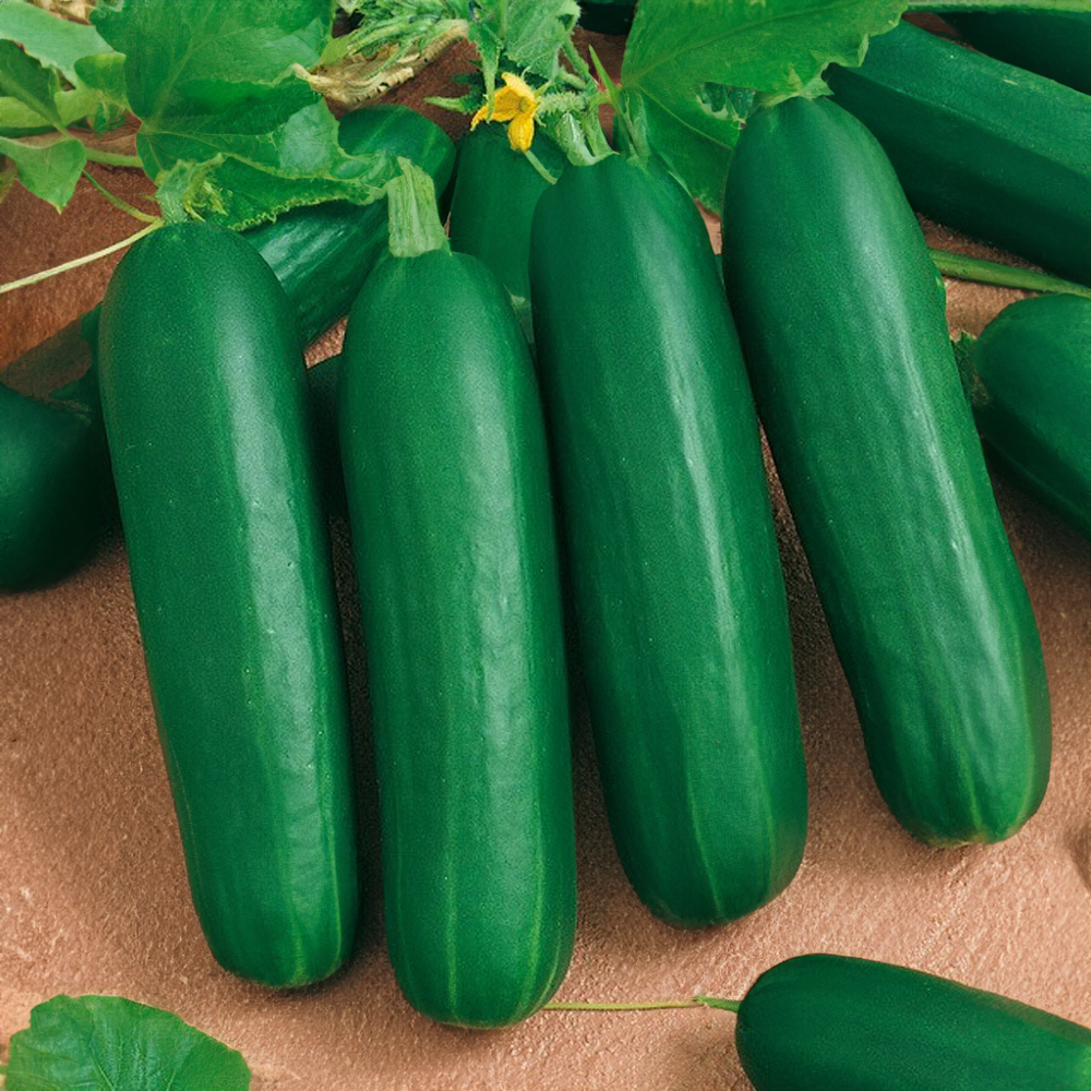 Okurka salátová svačinka Baby roubovaná