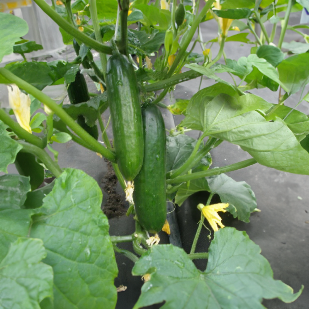 Okurka salátová svačinka baby