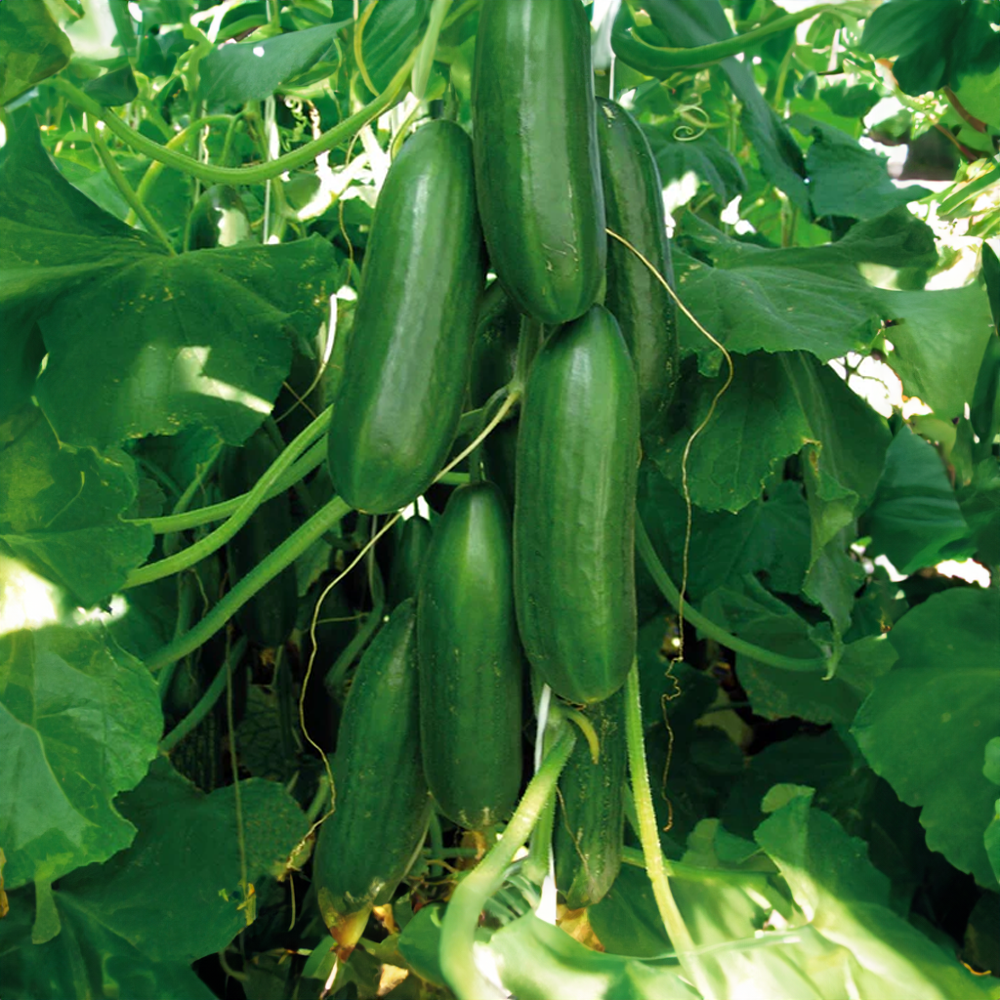 Okurka salátová svačinka Sherpa roubovaná