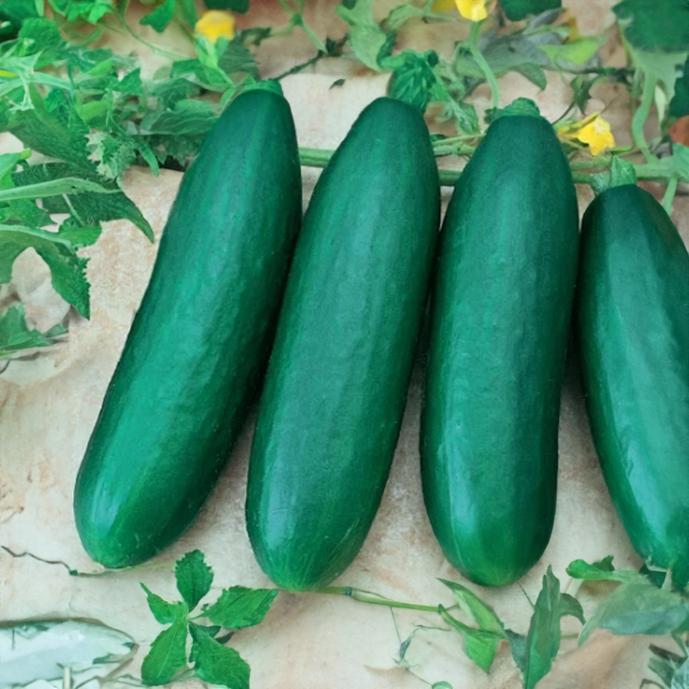 Okurka salátová svačinka Sherpa