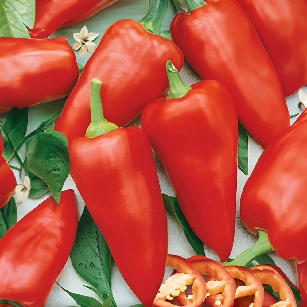 Paprika venkovní červená (2ks) - vhodná i na balkón