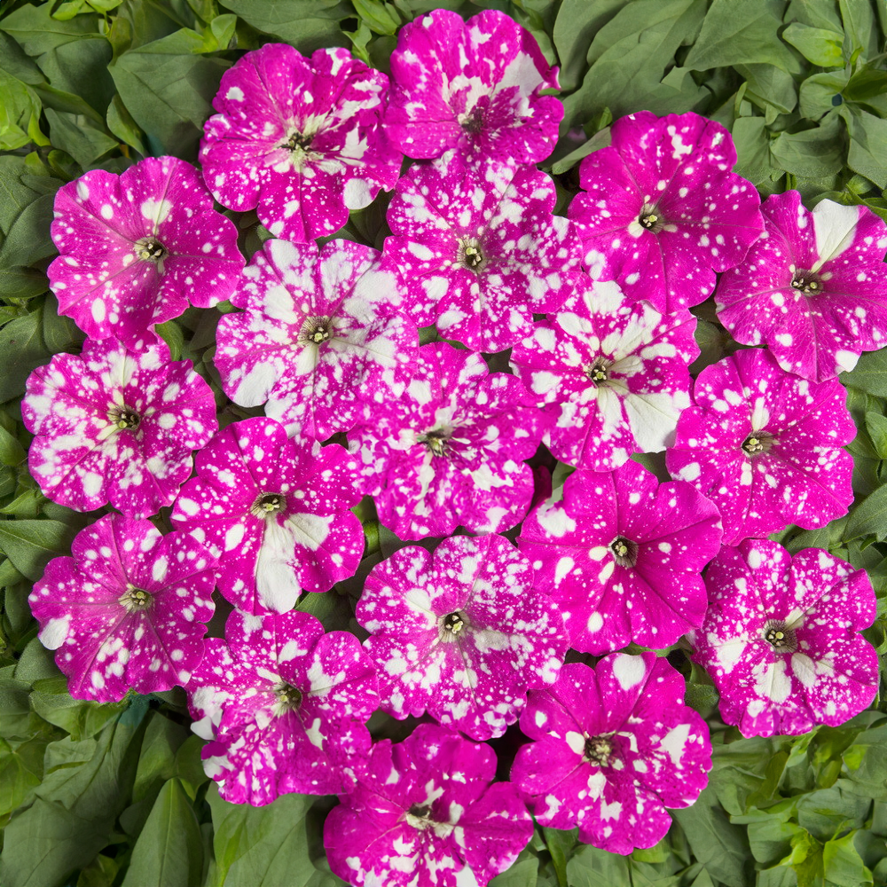Petunie Dot Star Deep Pink