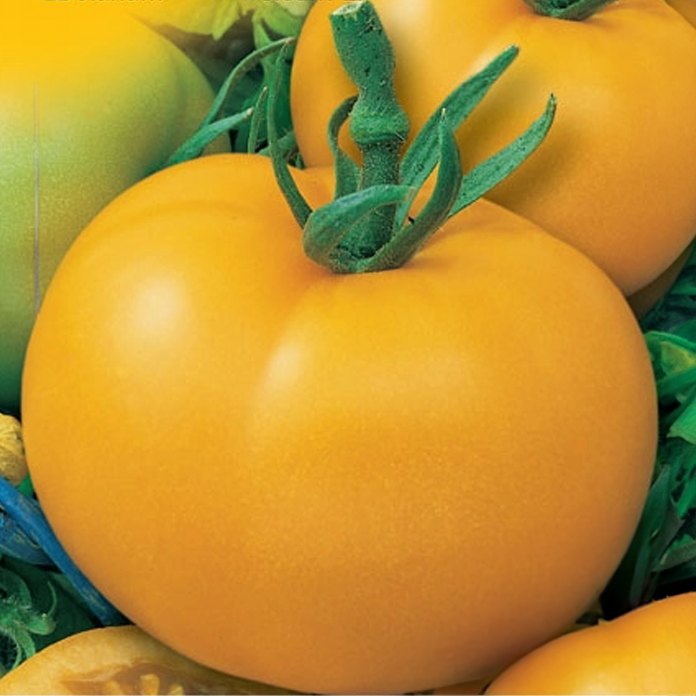 Rajče keříkové žluté