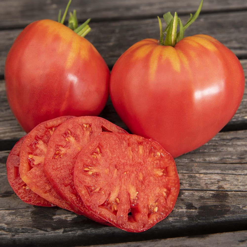 Rajče tyčkové Herodes