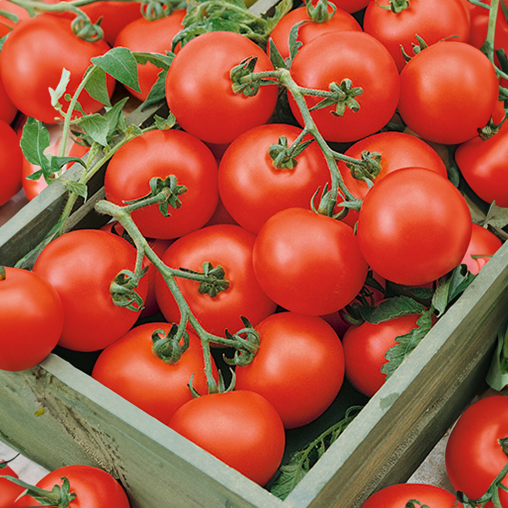 Rajče tyčkové stupické polní rané