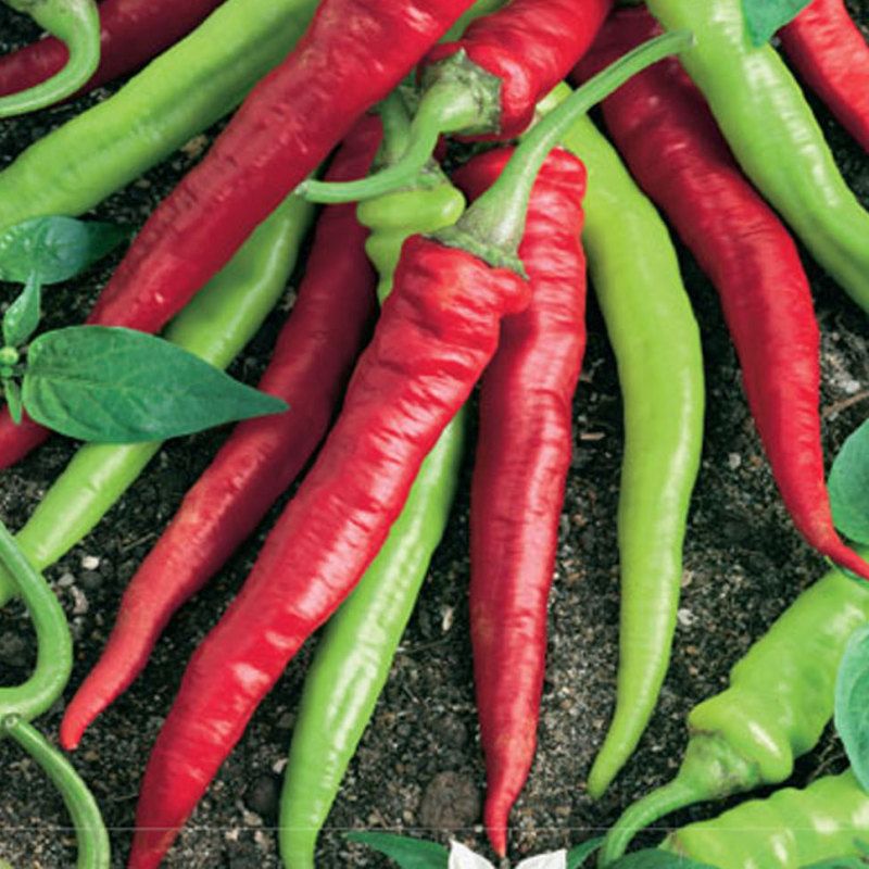 Beranní roh sladký (2ks) - vhodný i na balkón