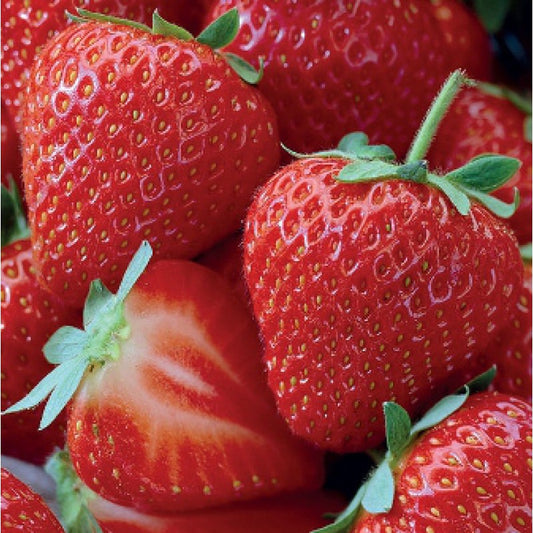 Jahodník honeoye 10 ks