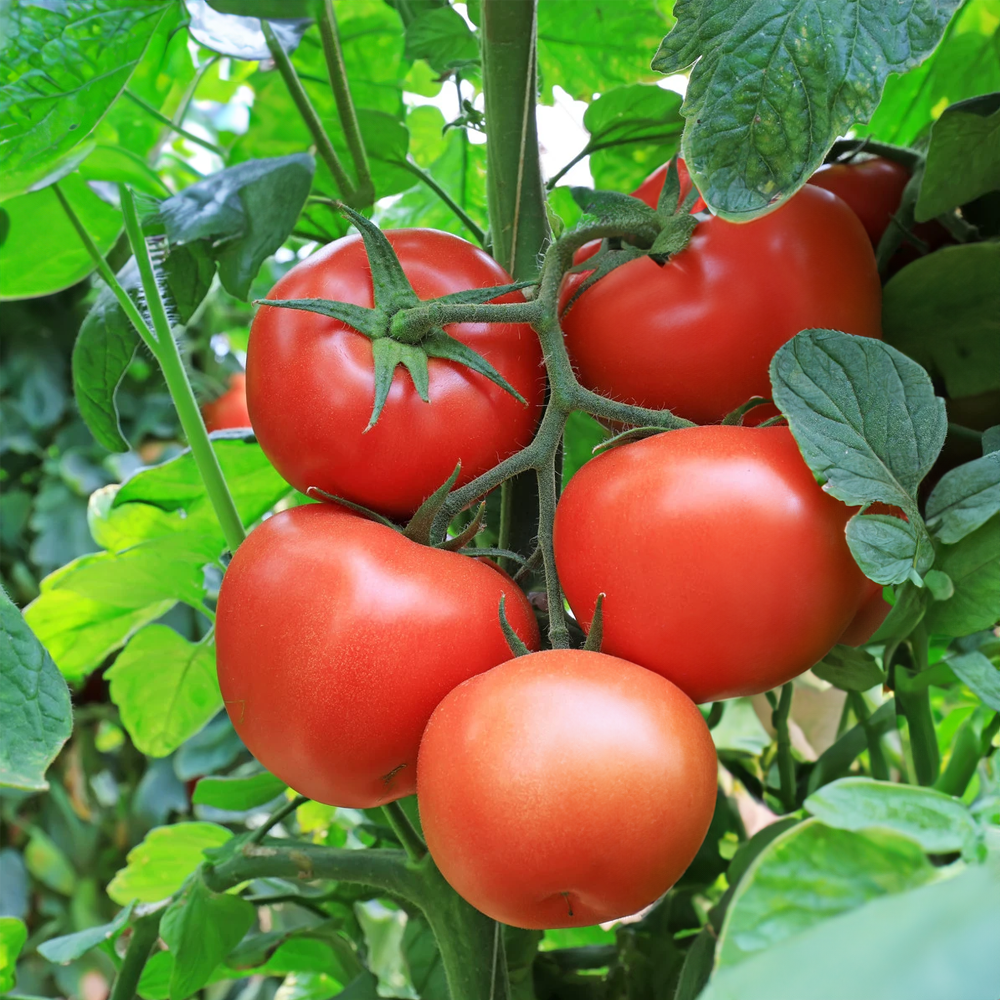 Rajče tyčkové Tornádo